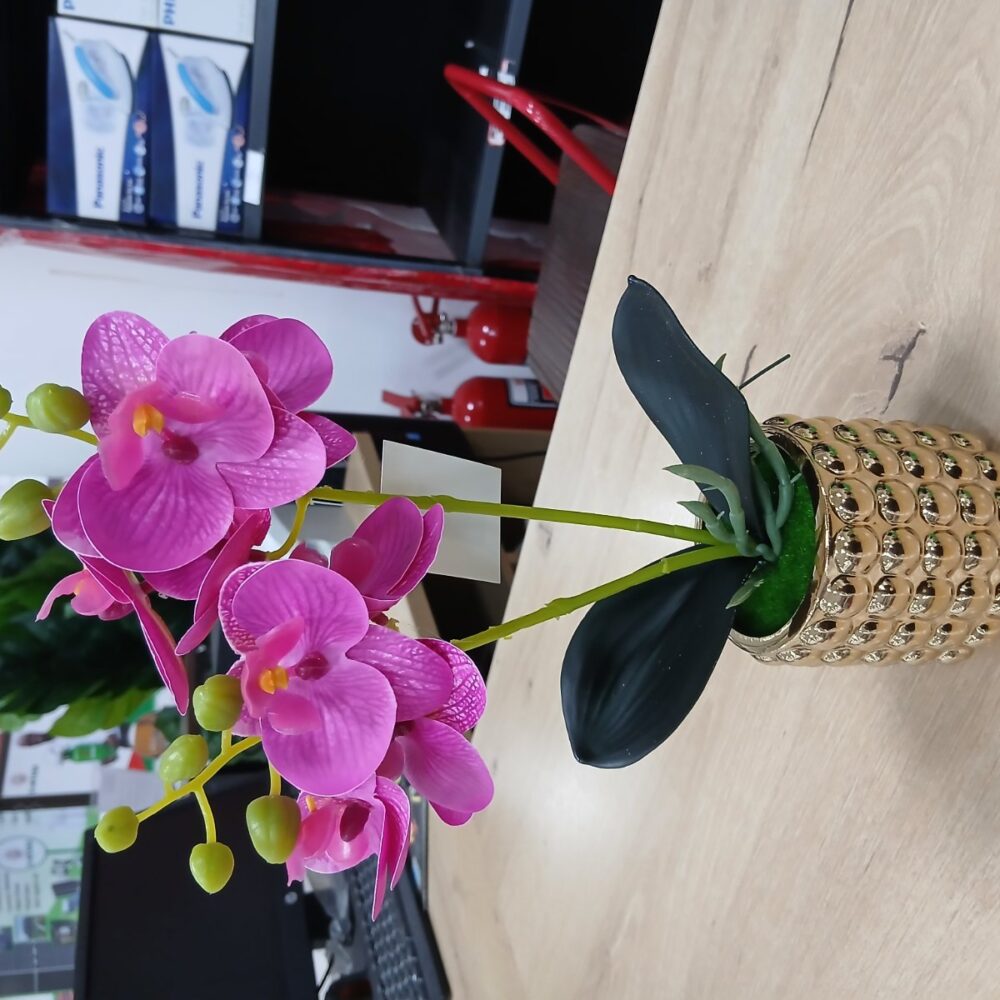 gallery-20260707143458205 Potted orchid
