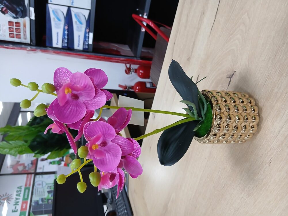 gallery-20260707143458205 Potted orchid