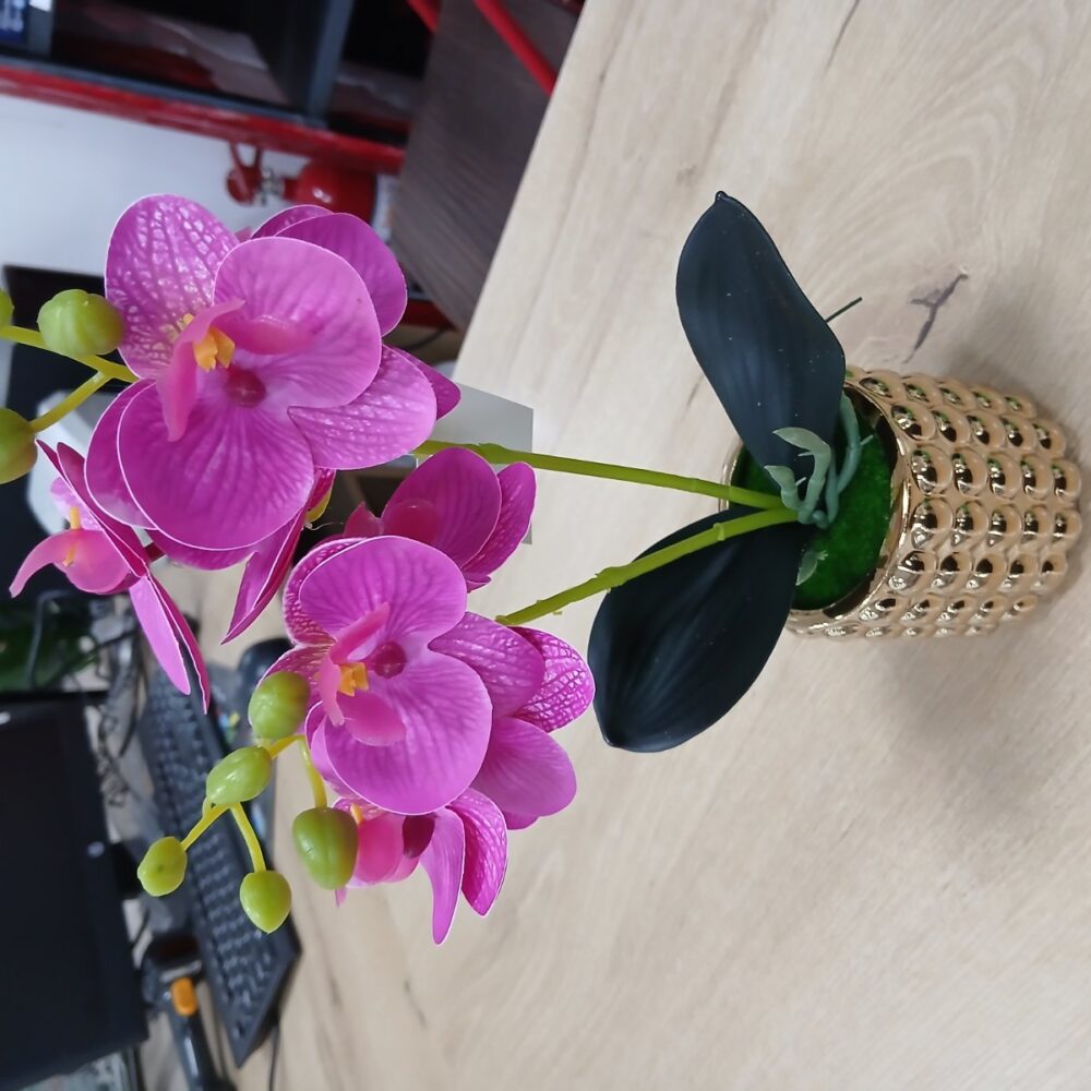 gallery-20260707143512190 Potted orchid