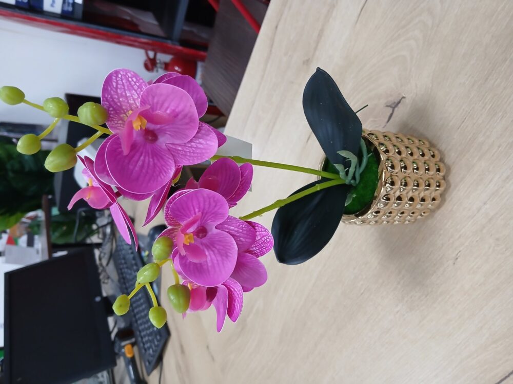 gallery-20260707143512190 Potted orchid