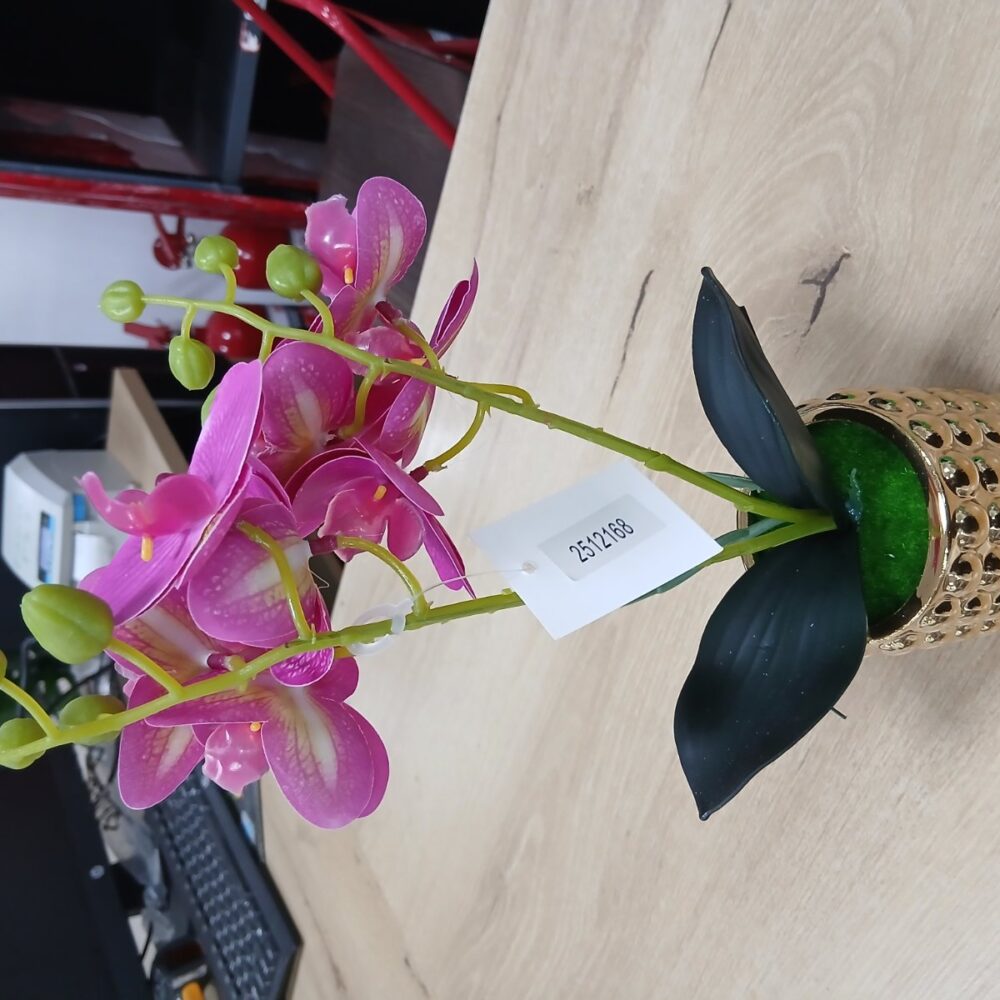 gallery-20260707143523535 Potted orchid
