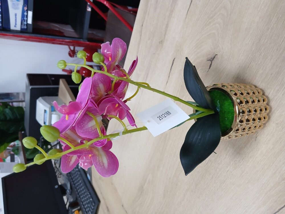gallery-20260707143523535 Potted orchid