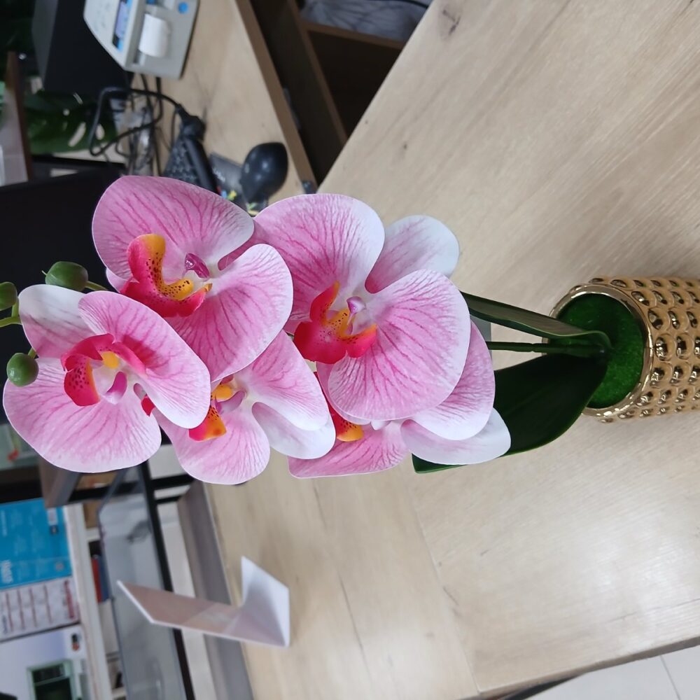 gallery-20260707143942796 Potted orchid