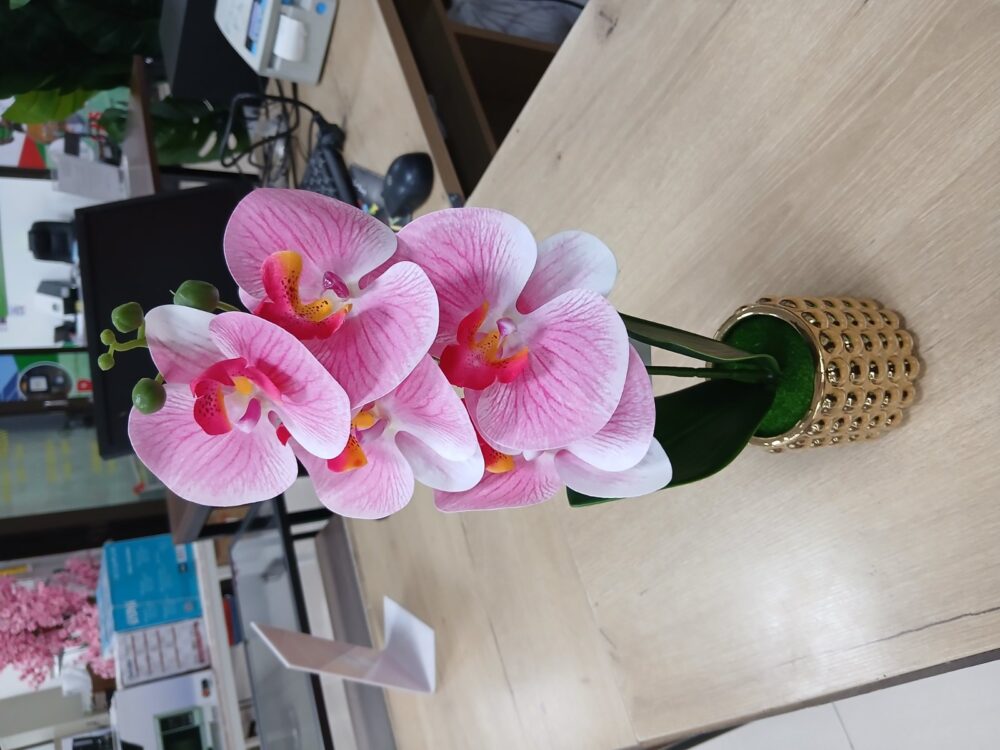 gallery-20260707143942796 Potted orchid