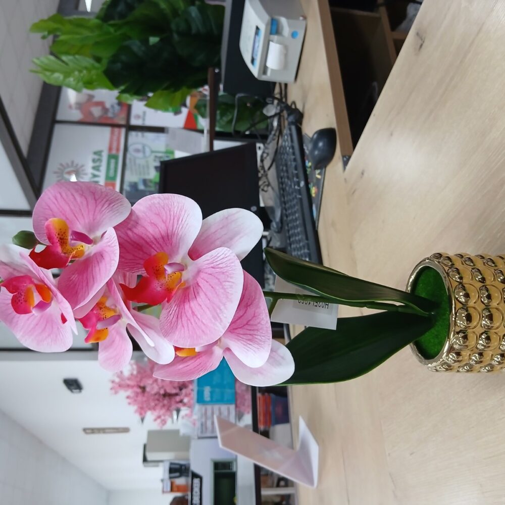 gallery-20260707143954841 Potted orchid