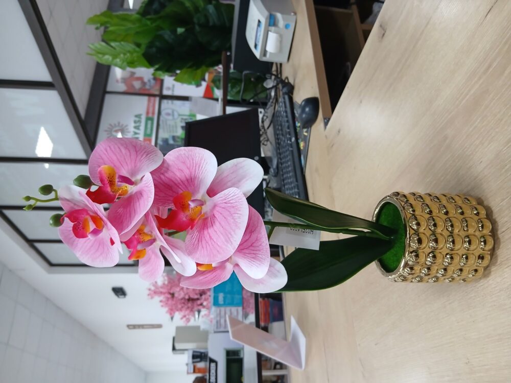 gallery-20260707143954841 Potted orchid