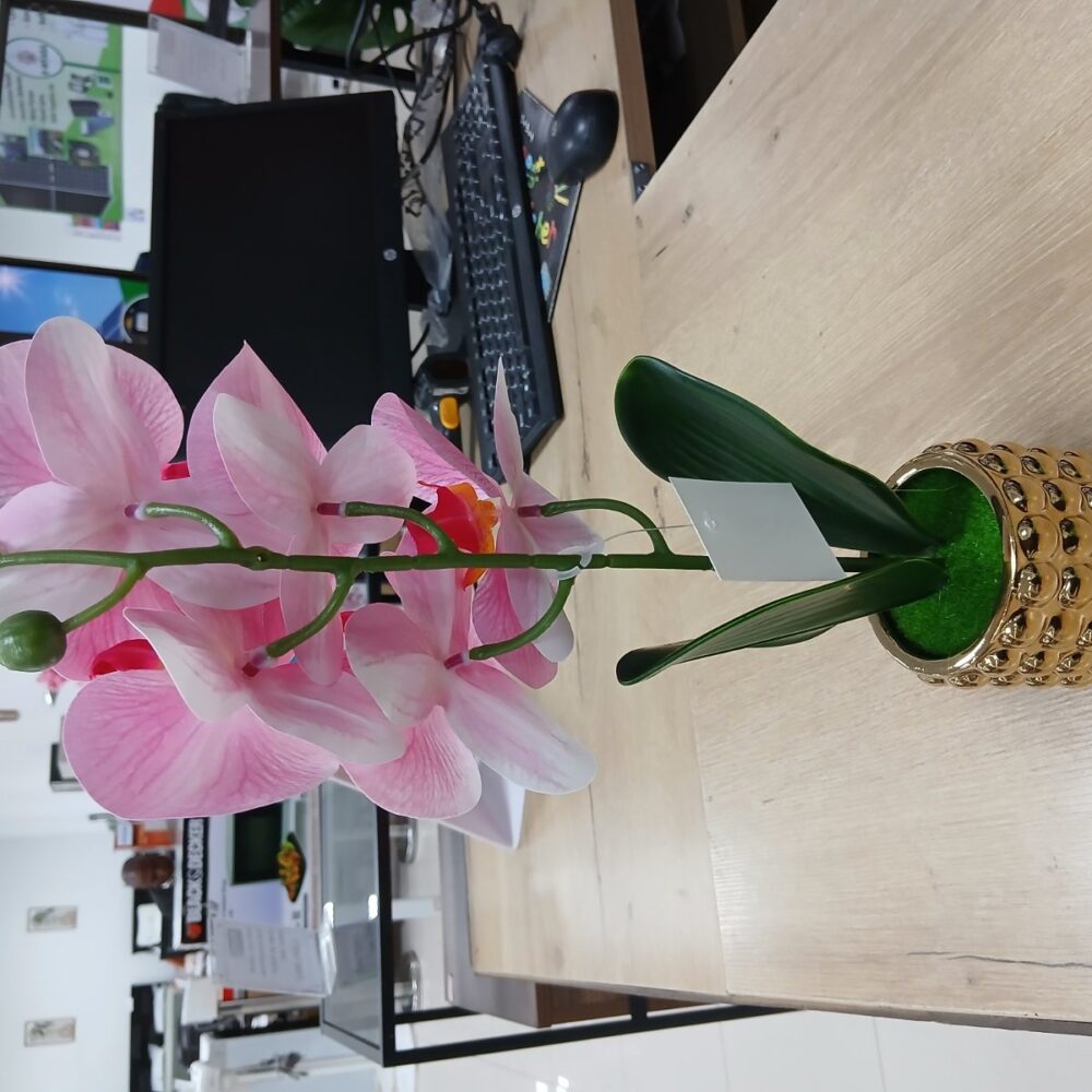 gallery-20260707144007789 Potted orchid