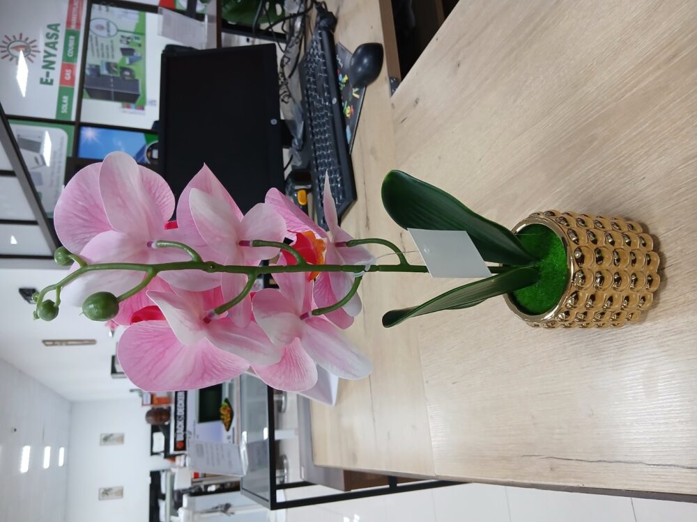 gallery-20260707144007789 Potted orchid