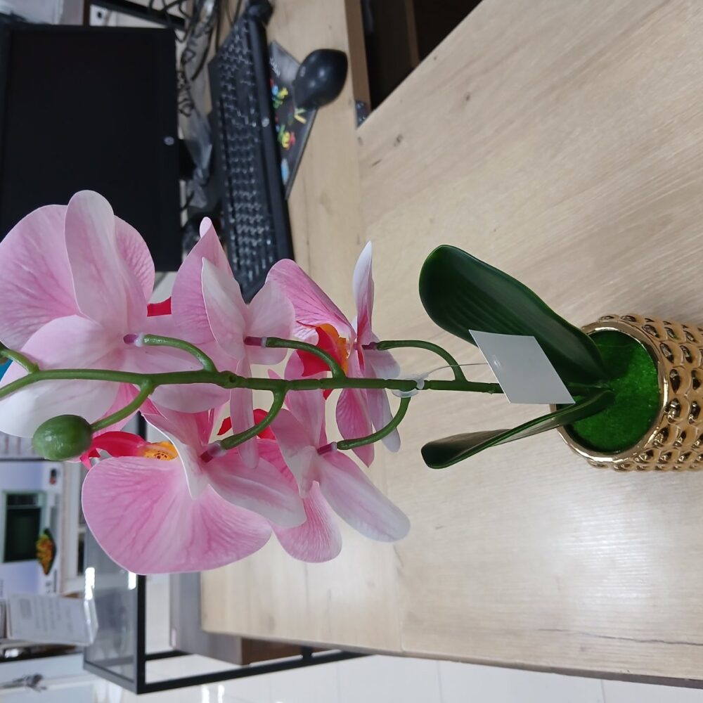 gallery-20260707144016064 Potted orchid