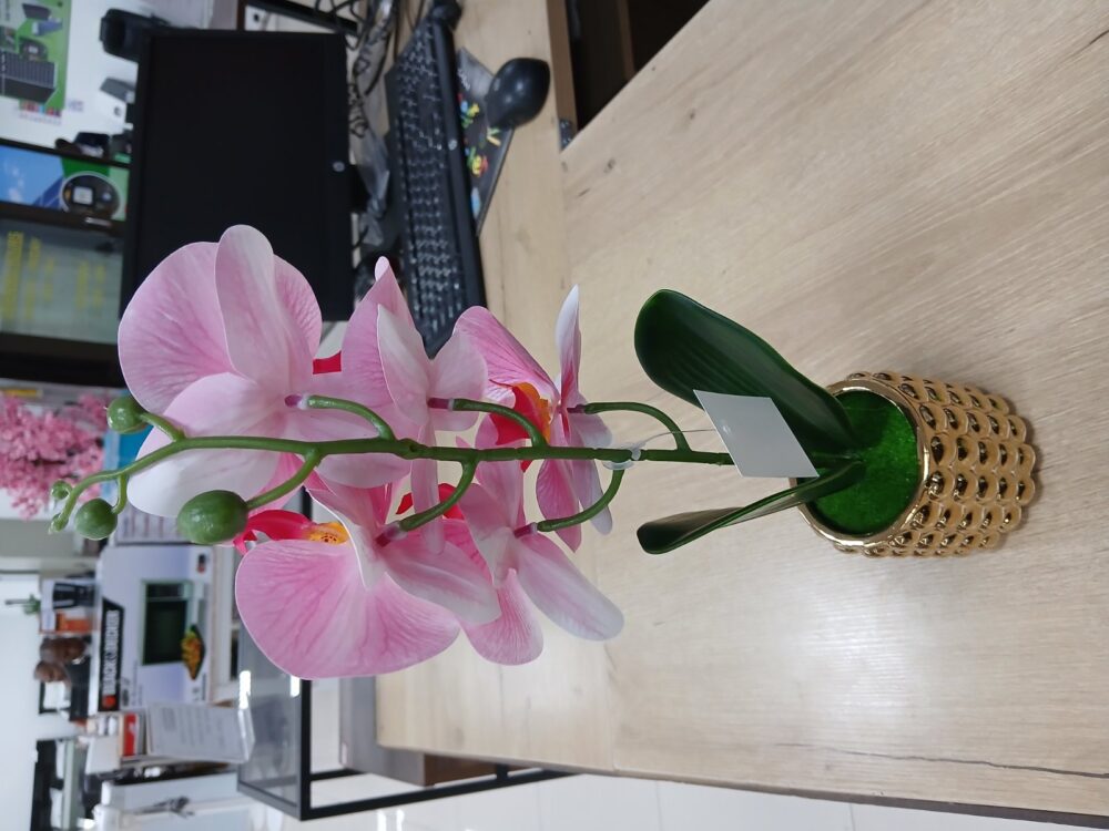 gallery-20260707144016064 Potted orchid