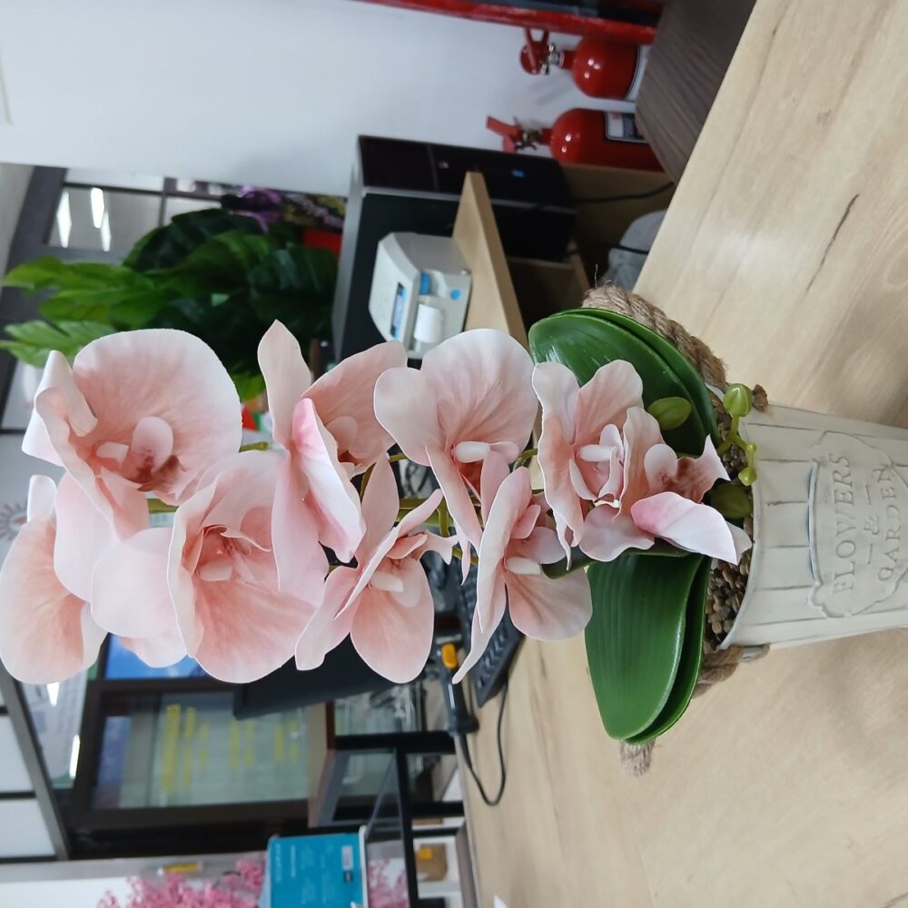 gallery-20260707144212386 Potted Orchid