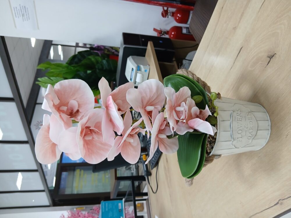 gallery-20260707144212386 Potted Orchid