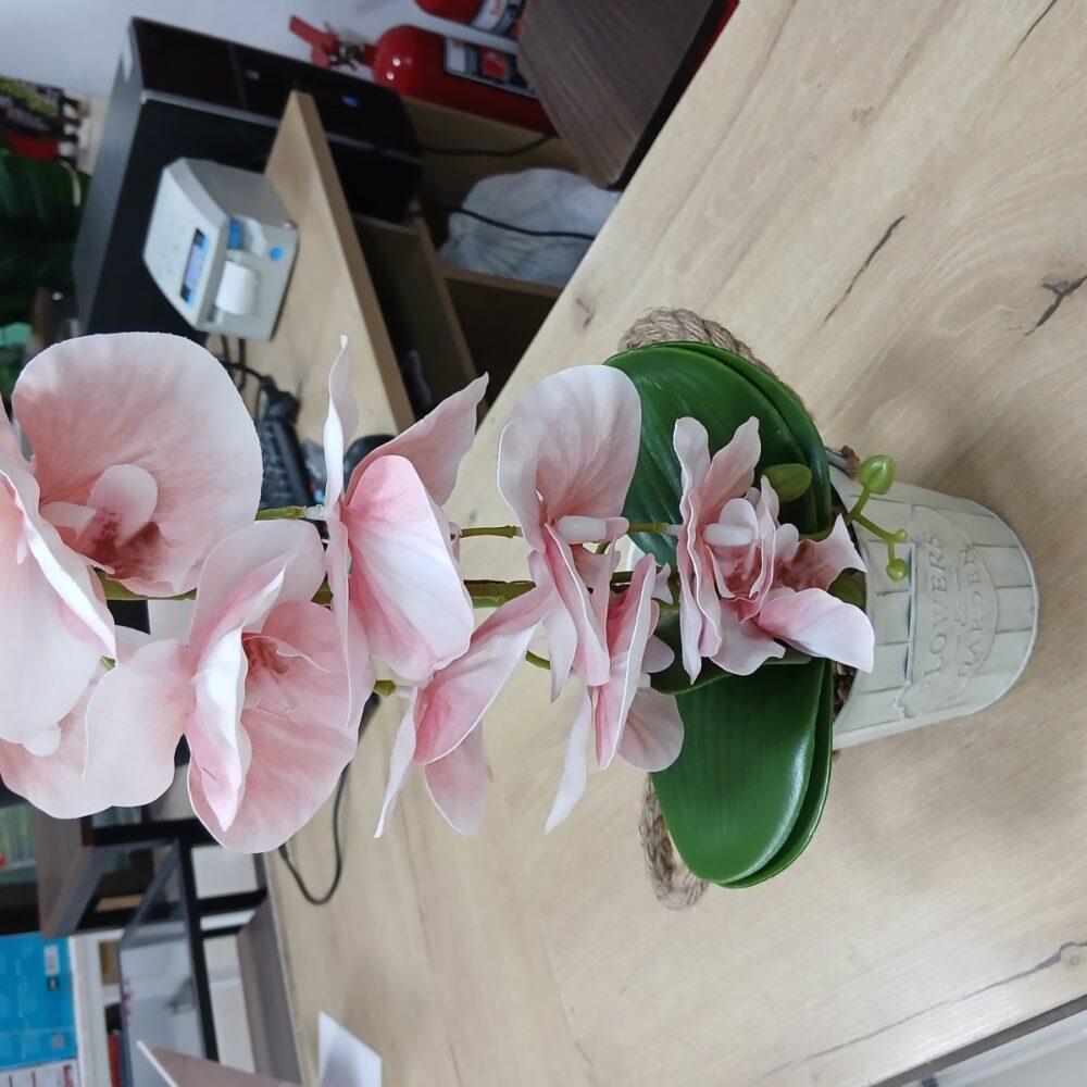 gallery-20260707144221243 Potted Orchid