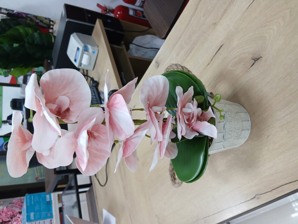 gallery-20260707144221243 Potted Orchid