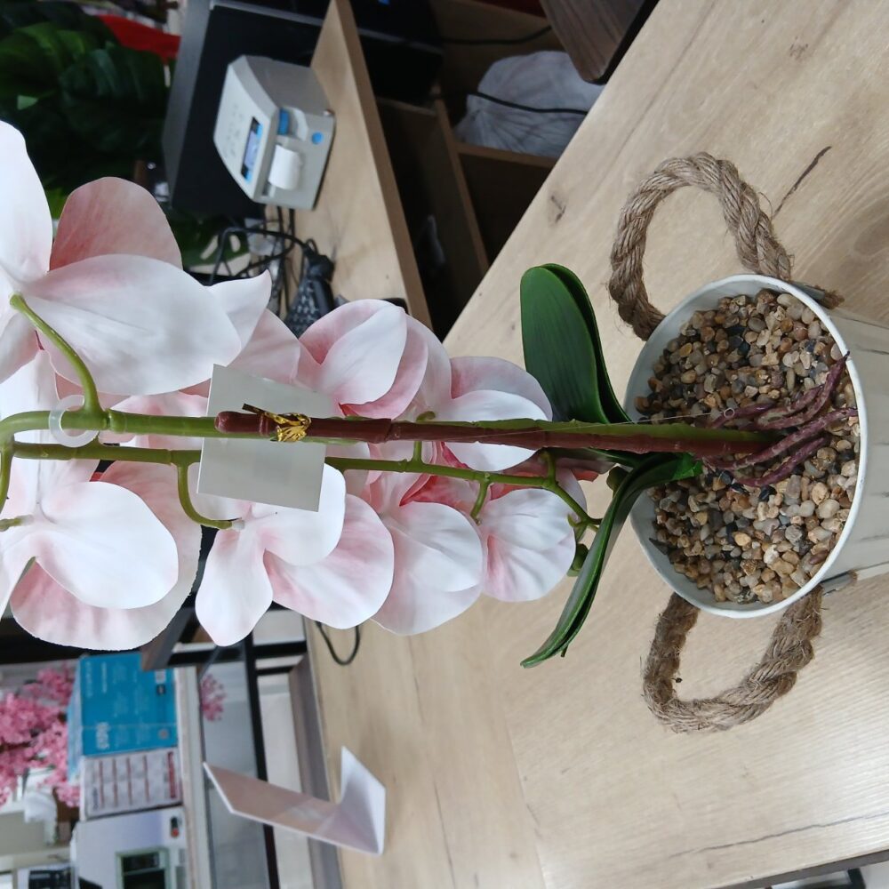 gallery-20260707144233296 Potted Orchid