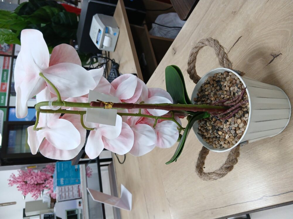 gallery-20260707144233296 Potted Orchid