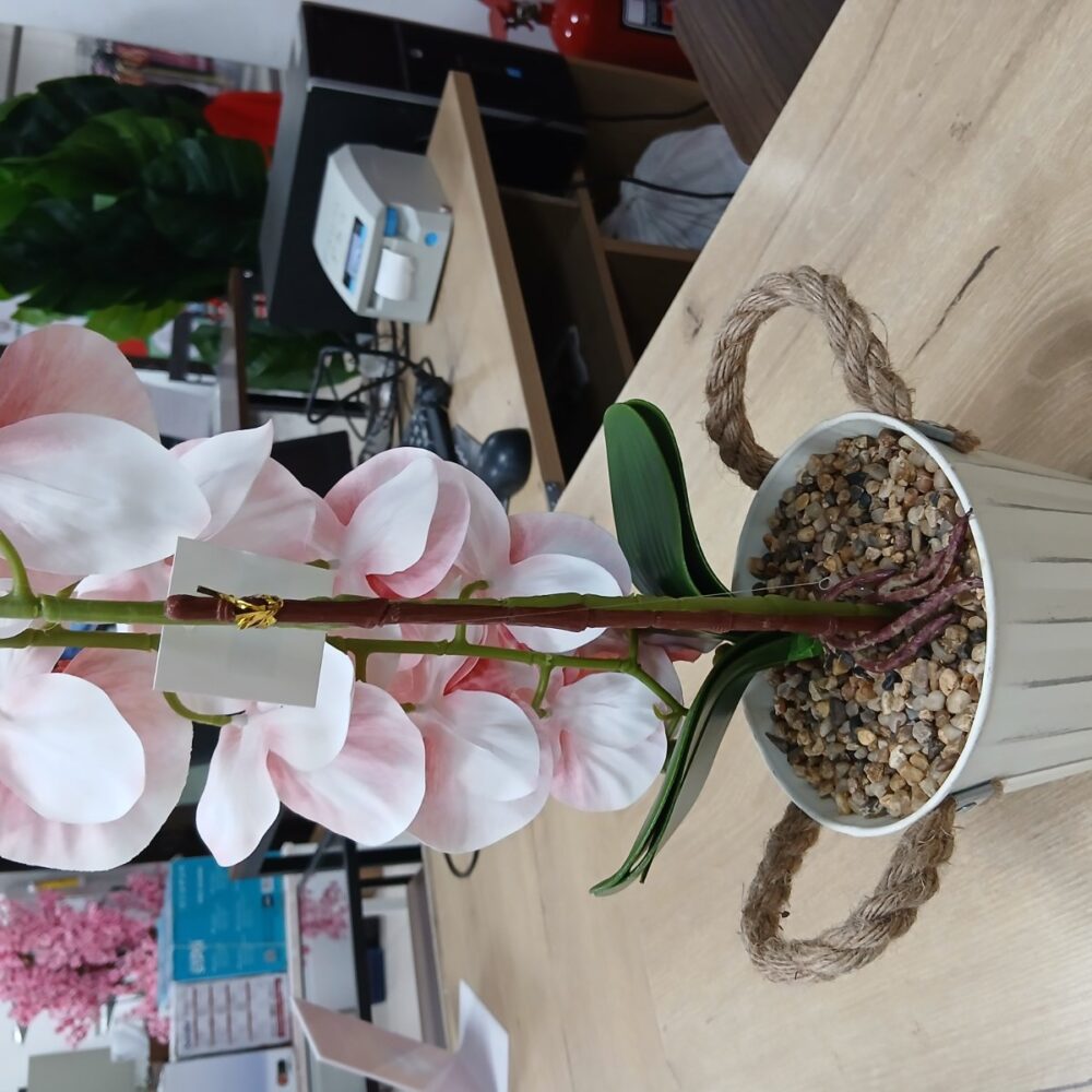 gallery-20260707144243016 Potted Orchid