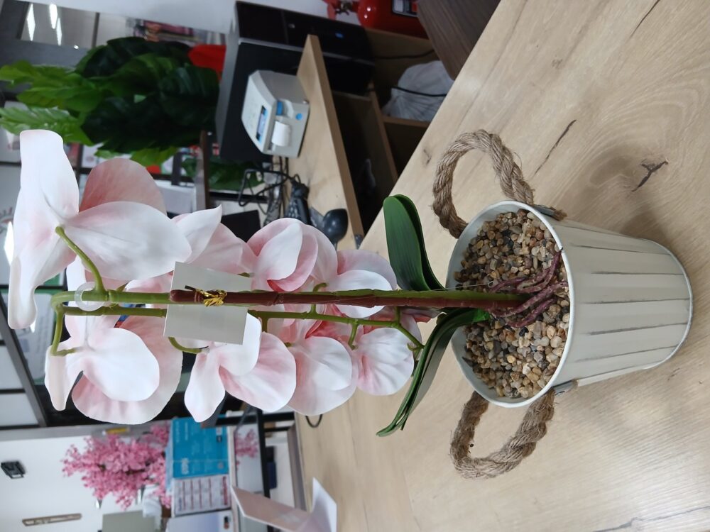 gallery-20260707144243016 Potted Orchid