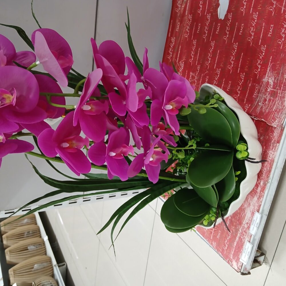 Potted orchid