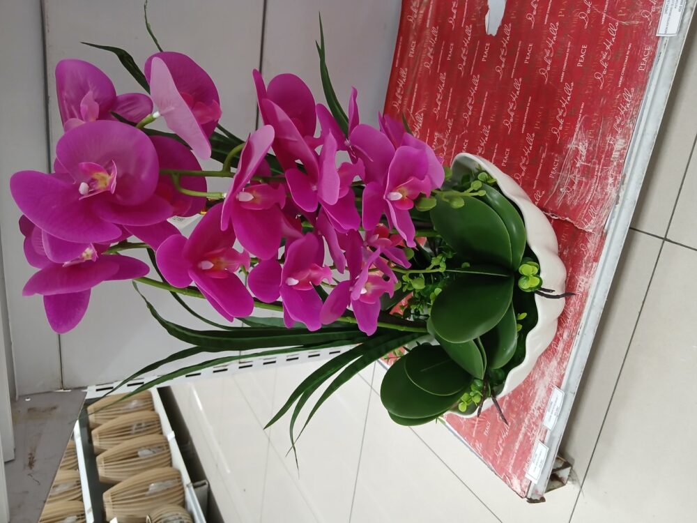Potted orchid