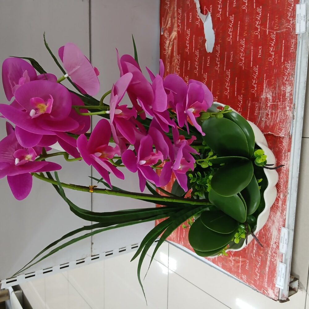 Potted orchid
