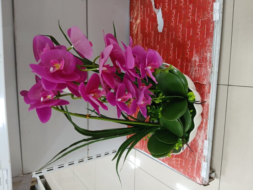 Potted orchid