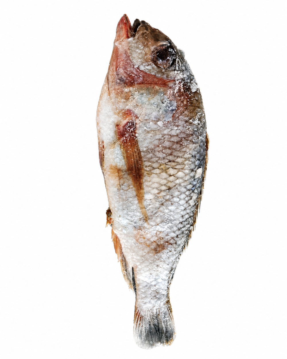 image1 Chambo