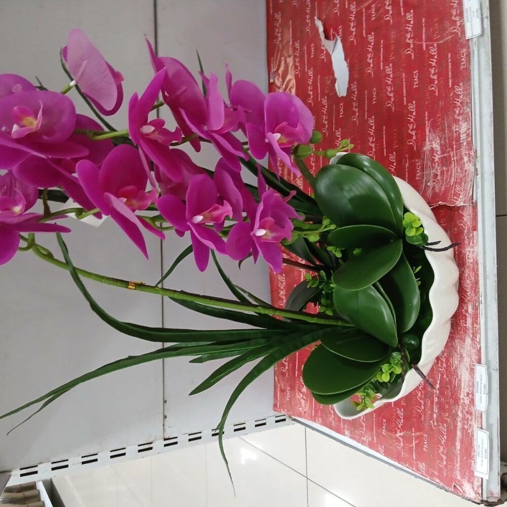 Potted orchid