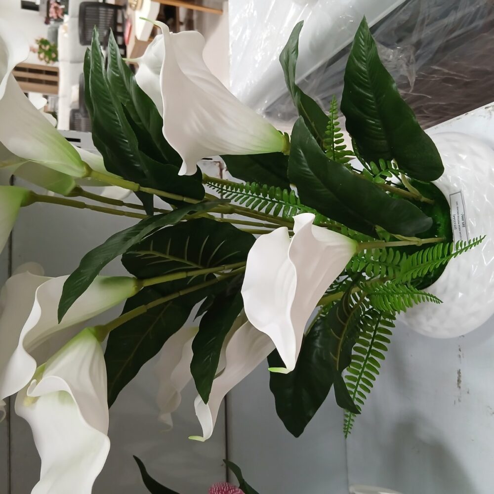 main Potted orchid