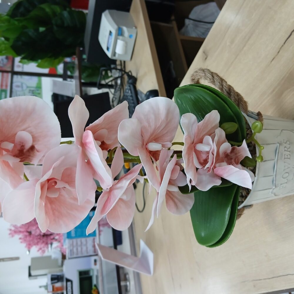 main Potted Orchid