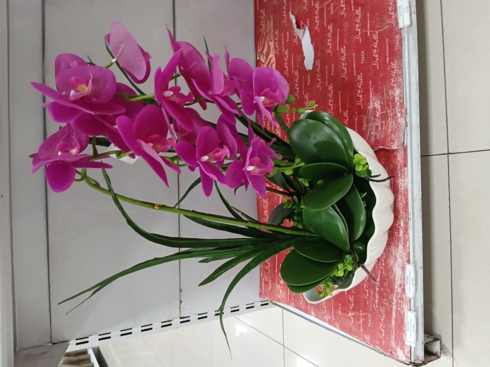 main Potted orchid