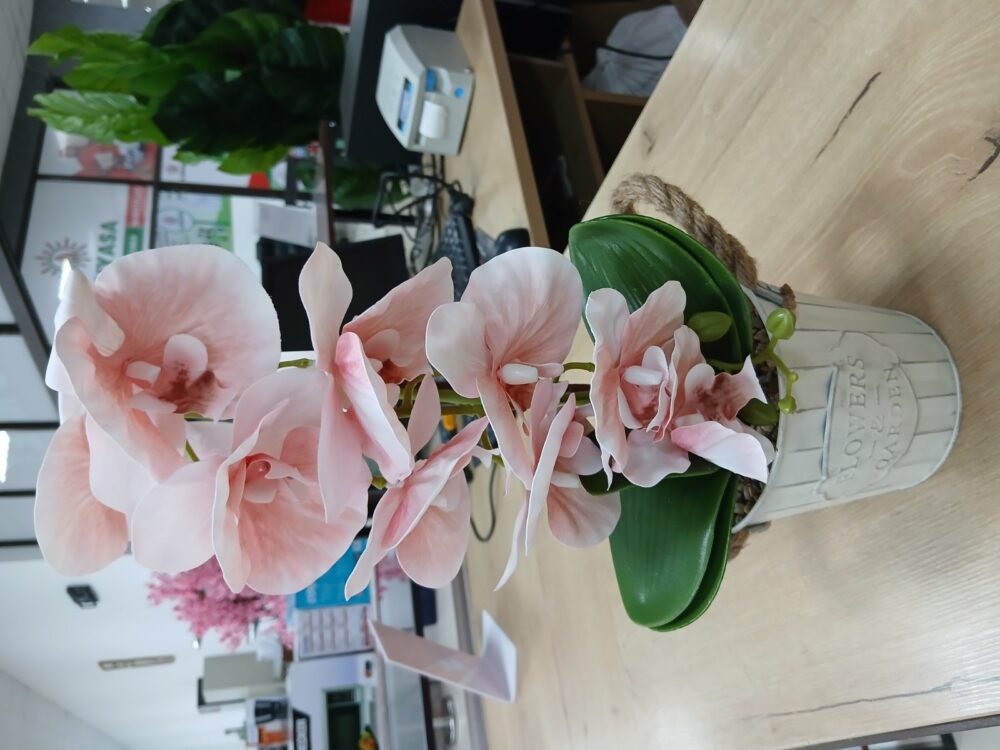 main Potted orchid