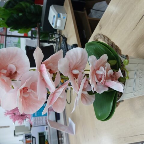 main Potted orchid