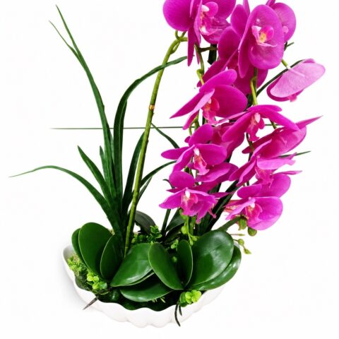 Potted orchid