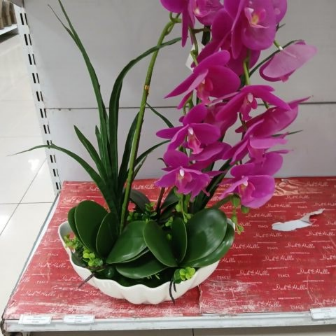 Potted Orchid (1 Potted orchid