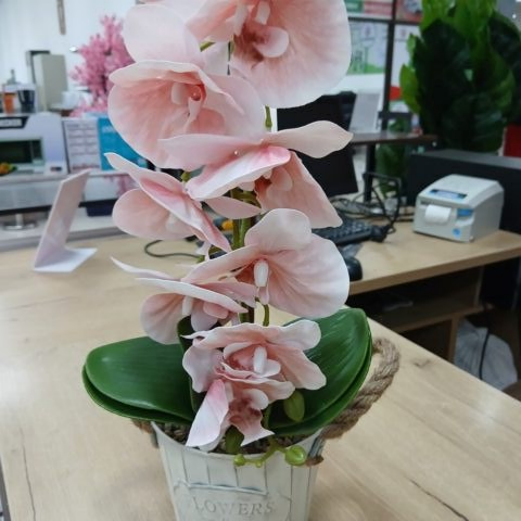 Potted Orchid Potted orchid