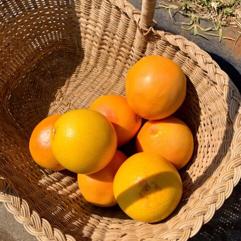 image1 Orange