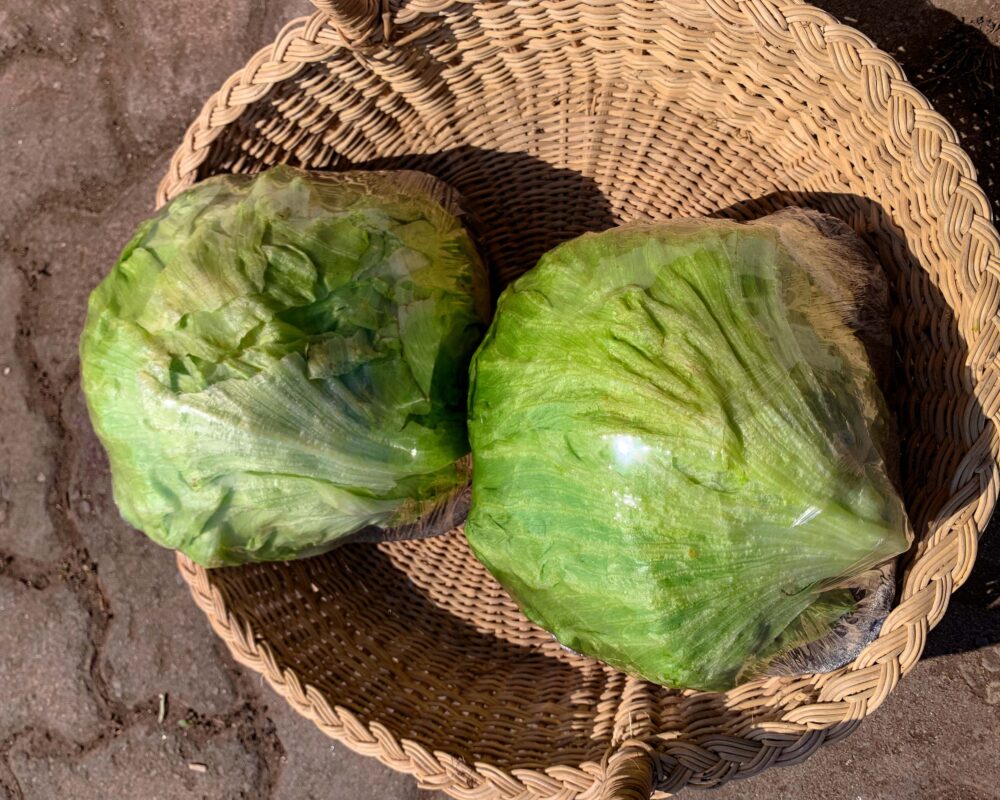 CABBAGE