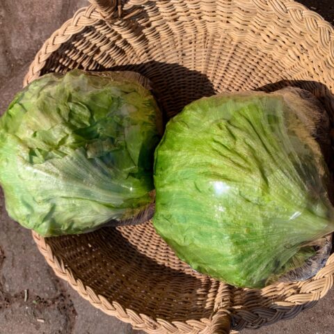 CABBAGE