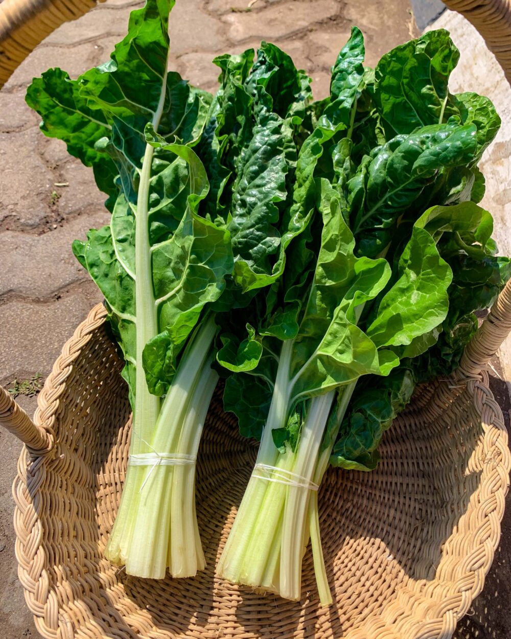 SPINACH