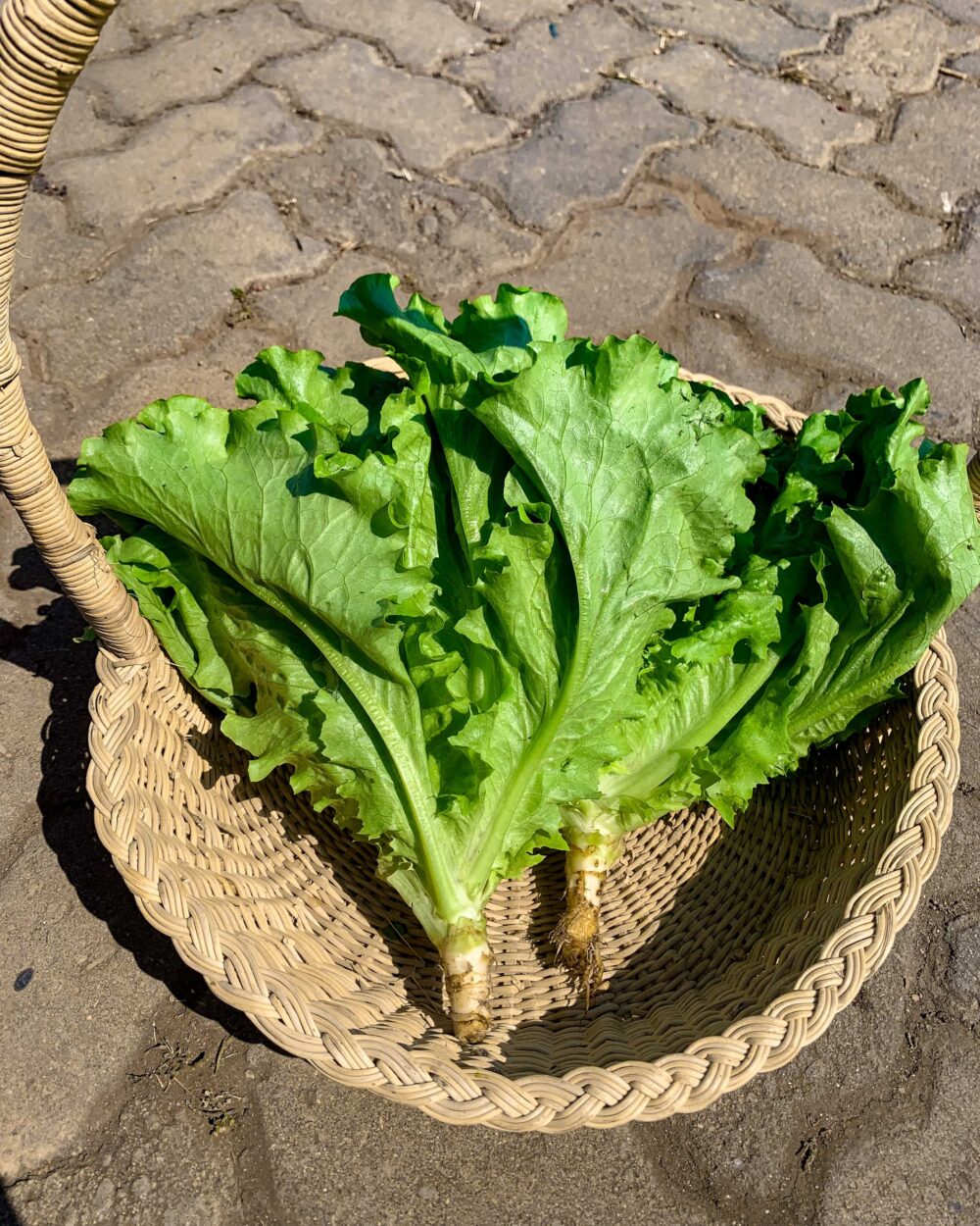 image16 FANCY LETTUCE