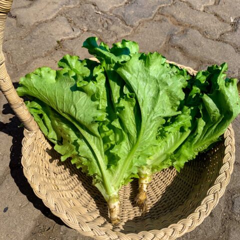 FANCY LETTUCE