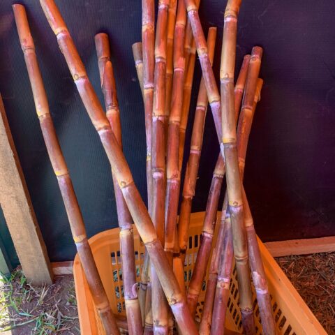 SUGARCANE
