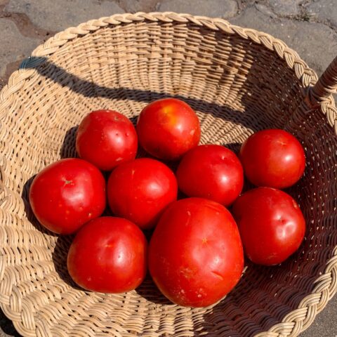 TOMATOES