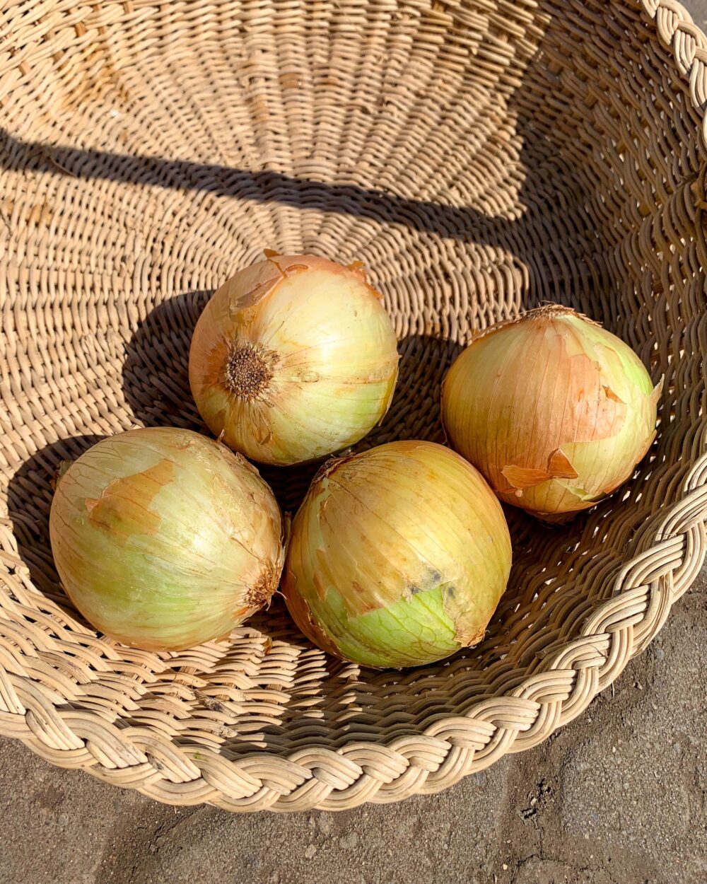 image20 WHITE ONION