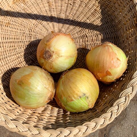 WHITE ONION