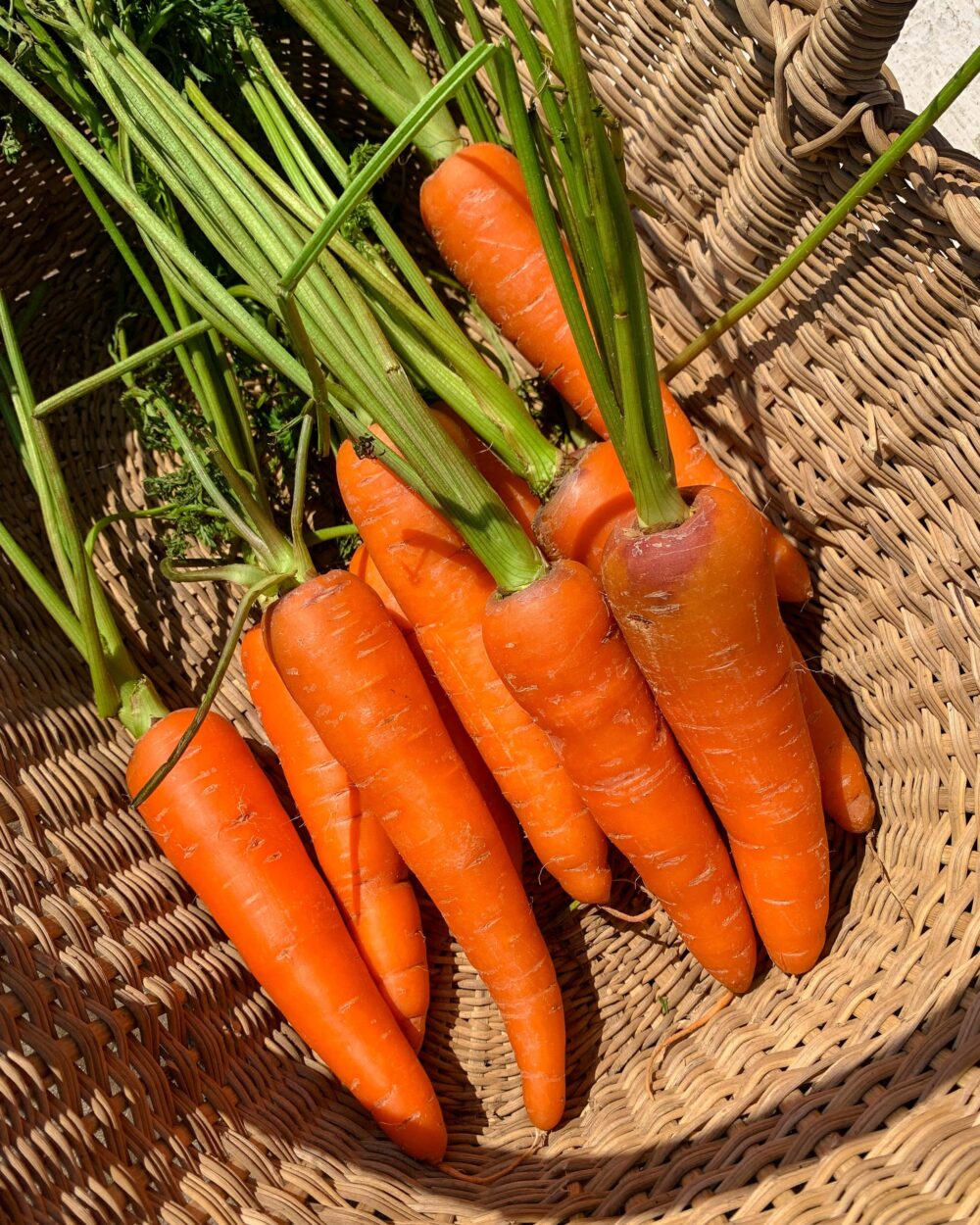 Carrot
