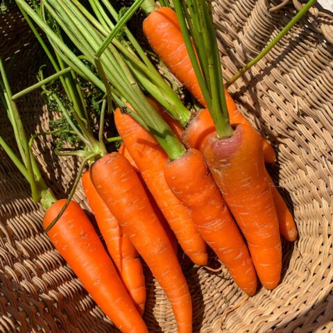 image3 Carrot