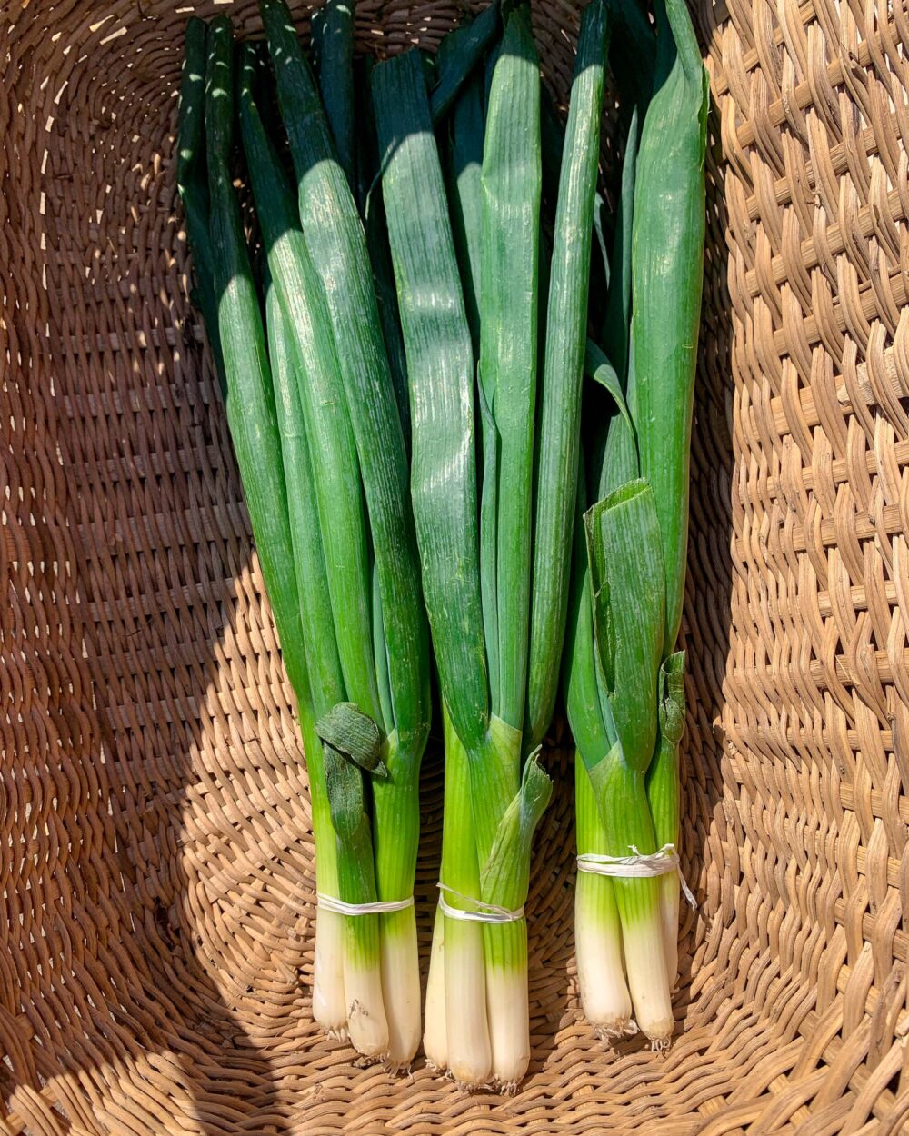 SPRING ONION
