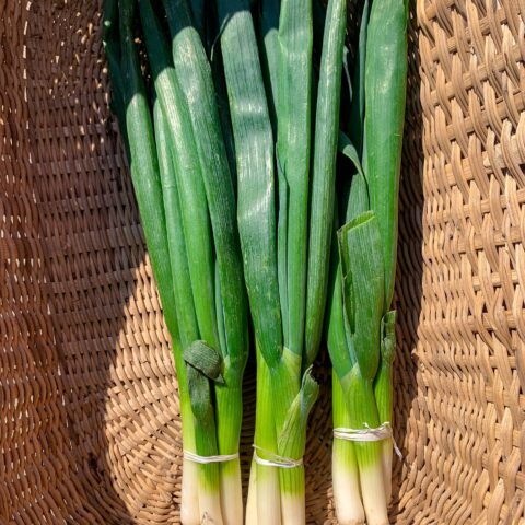 image5 SPRING ONION